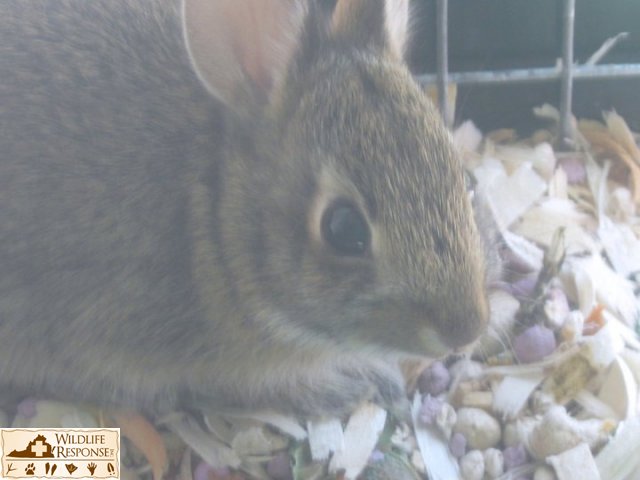 Easten Cottontail1